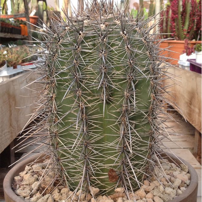 Saguaro Cactus Iconic Cactus Of The Desert Gulab Pk