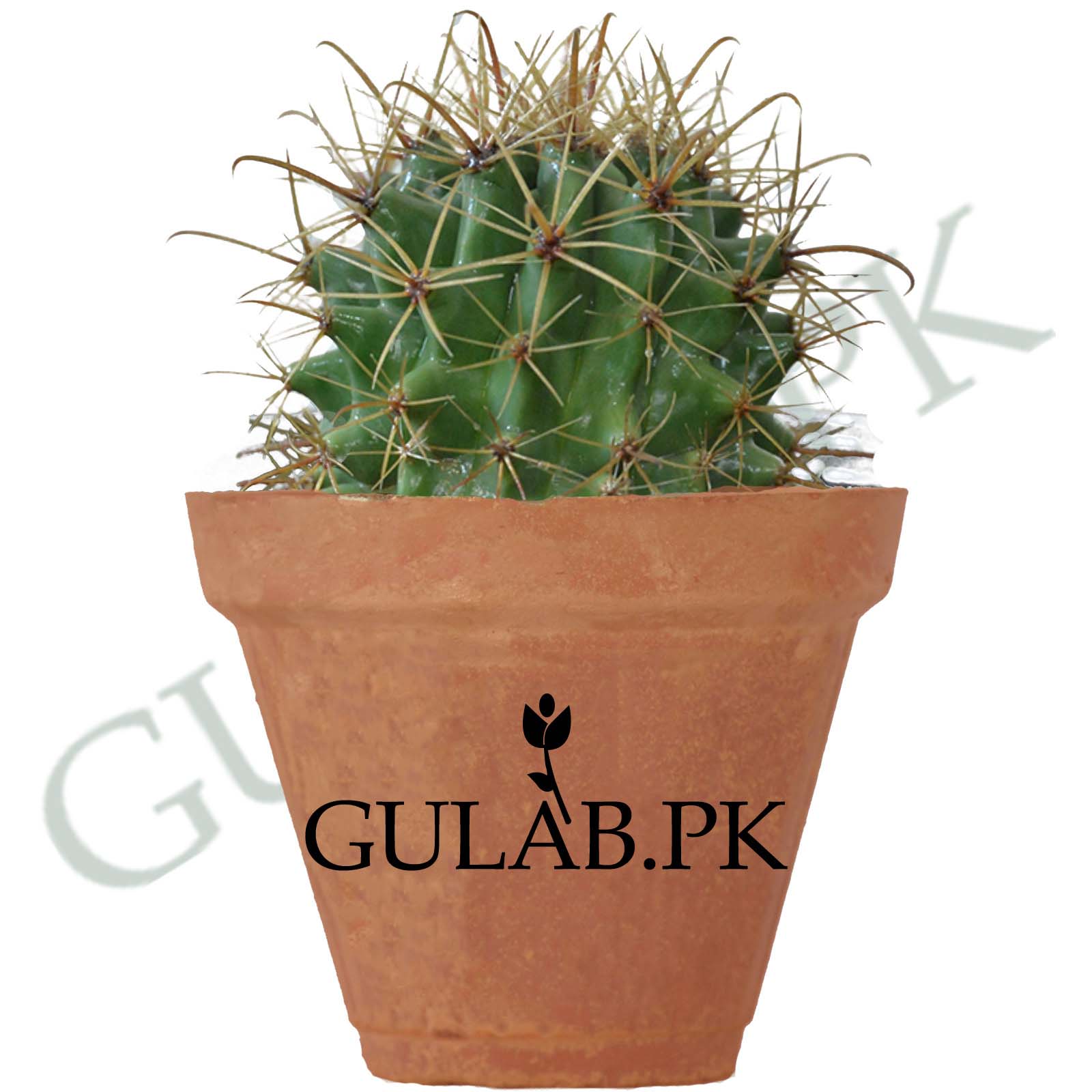 Fishhook Barrel Cactus Lahore Gulab Pk