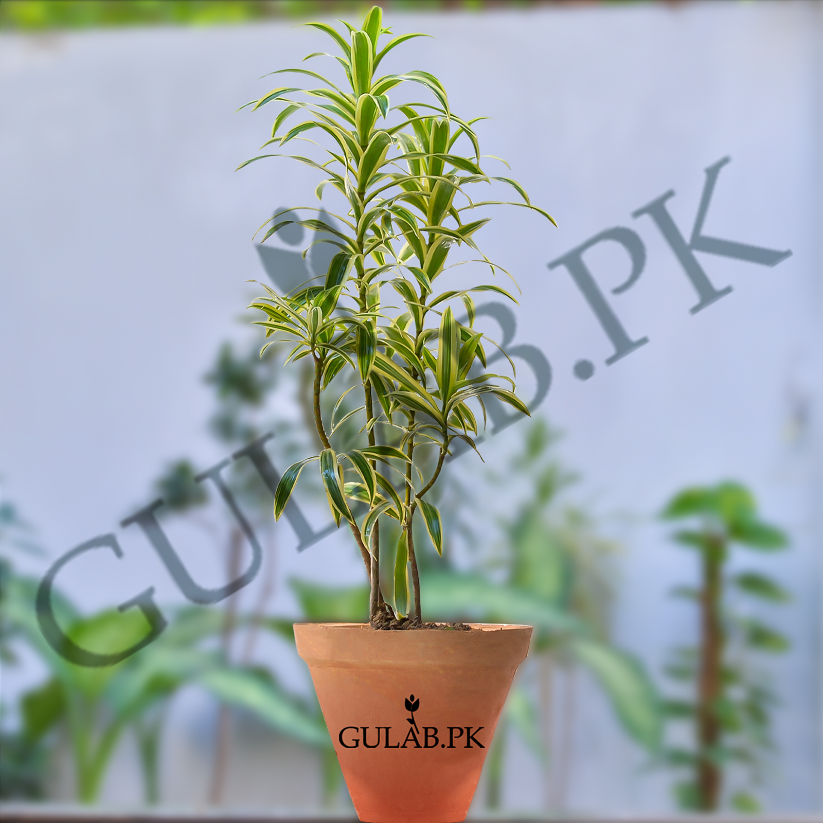 Song Of India Indoor Plants Online Plant Nursery Gulab Pk