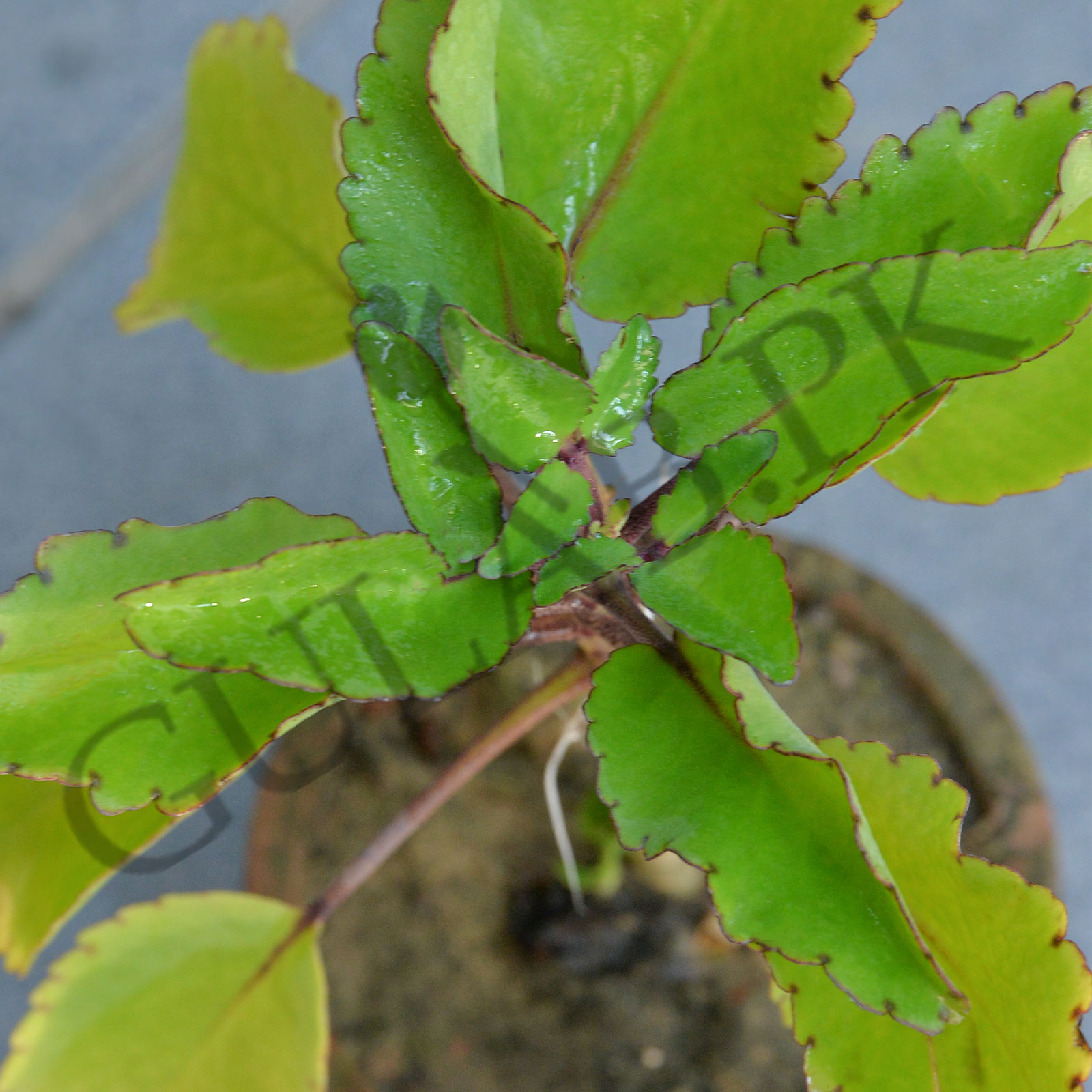 Pattar Chatt Herbs Plants Online Plants Nursery Gulab Pk