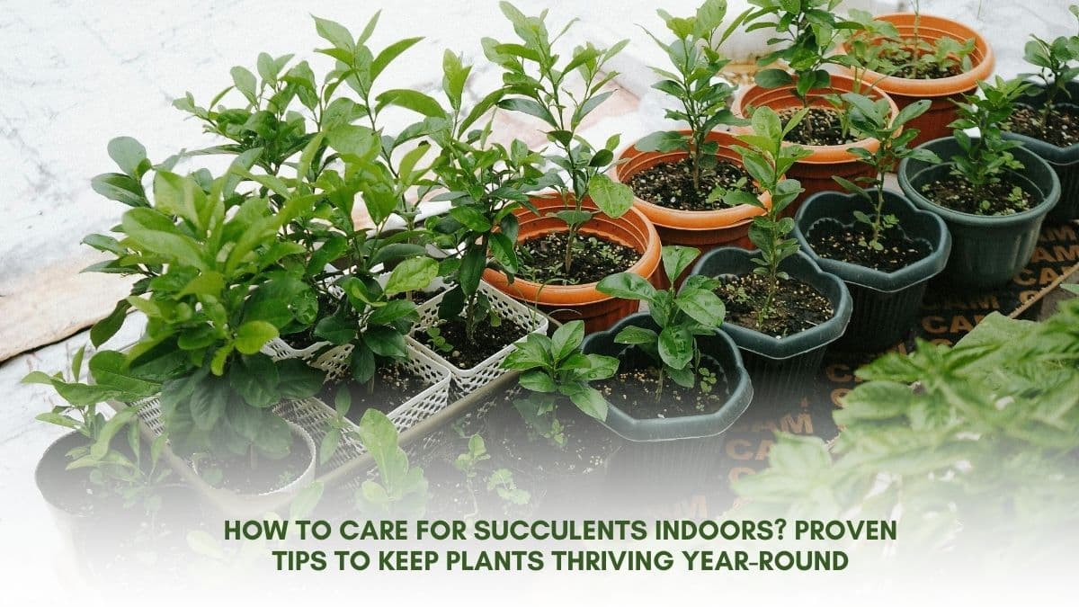 How to Care for Succulents Indoors? Proven Tips to Keep Plants Thriving Year-Round