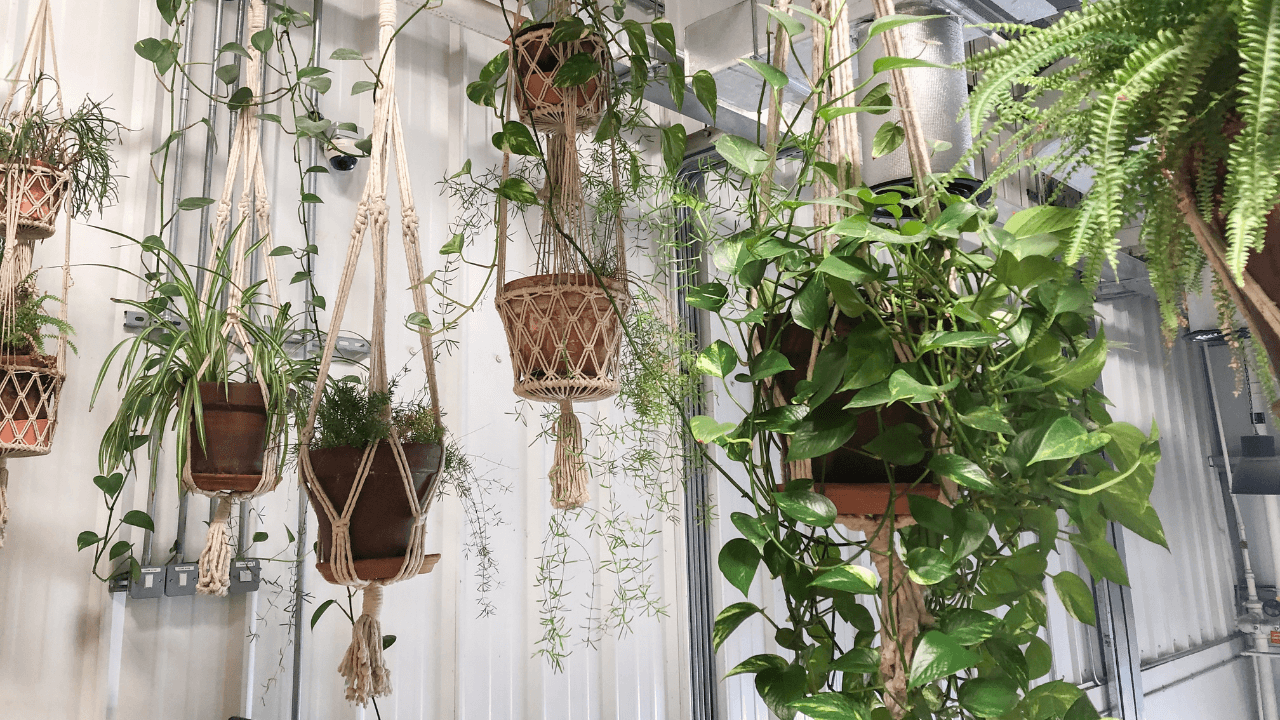 DIY Hanging Indoor Garden Ideas You Can’t Afford to Miss