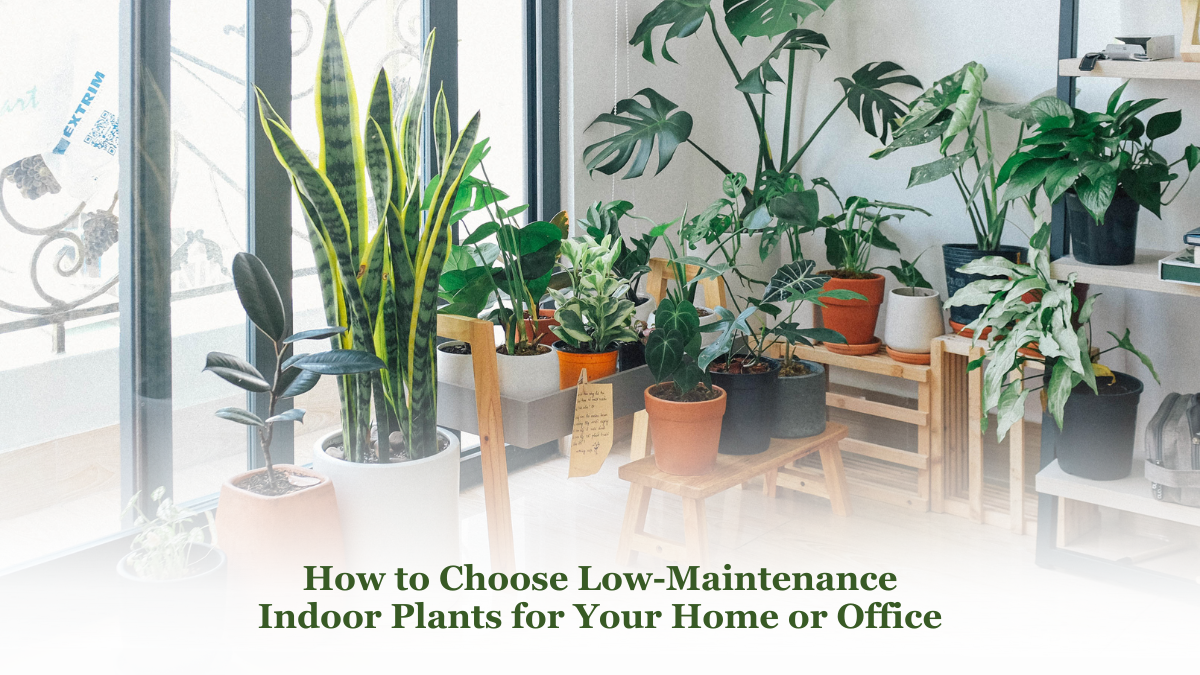 How to Choose Low-Maintenance Indoor Plants for Your Home or Office
