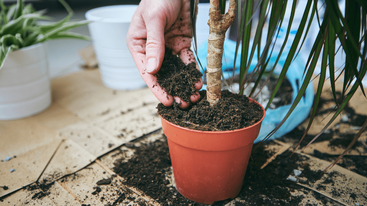 Which Type of Soil Is Good for Indoor Plants?