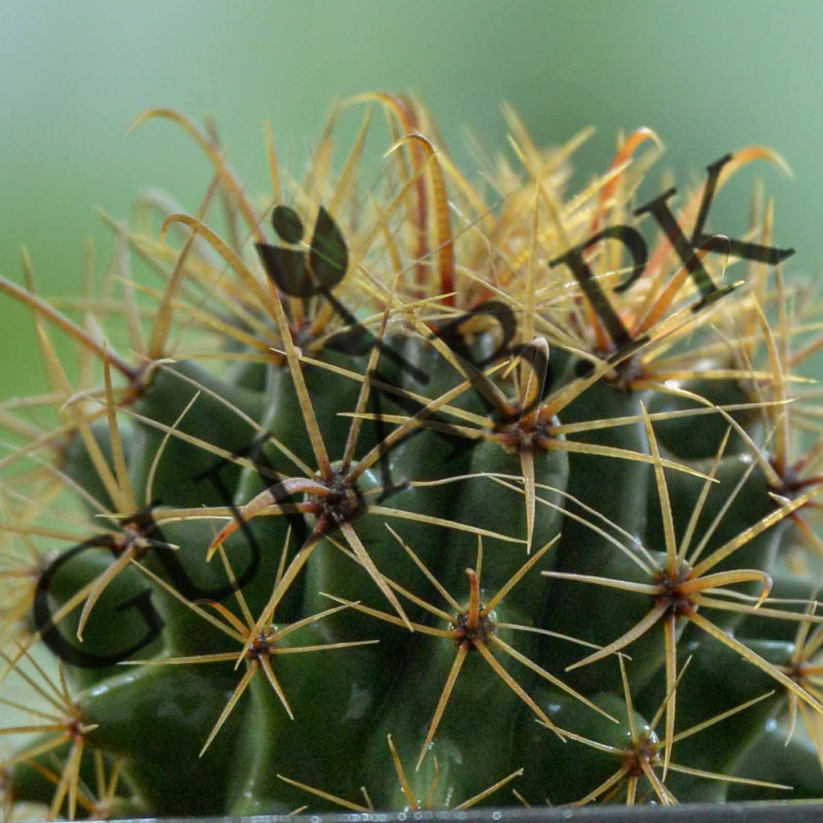 Fishhook Barrel Cactus, Unique Cactus Beauty