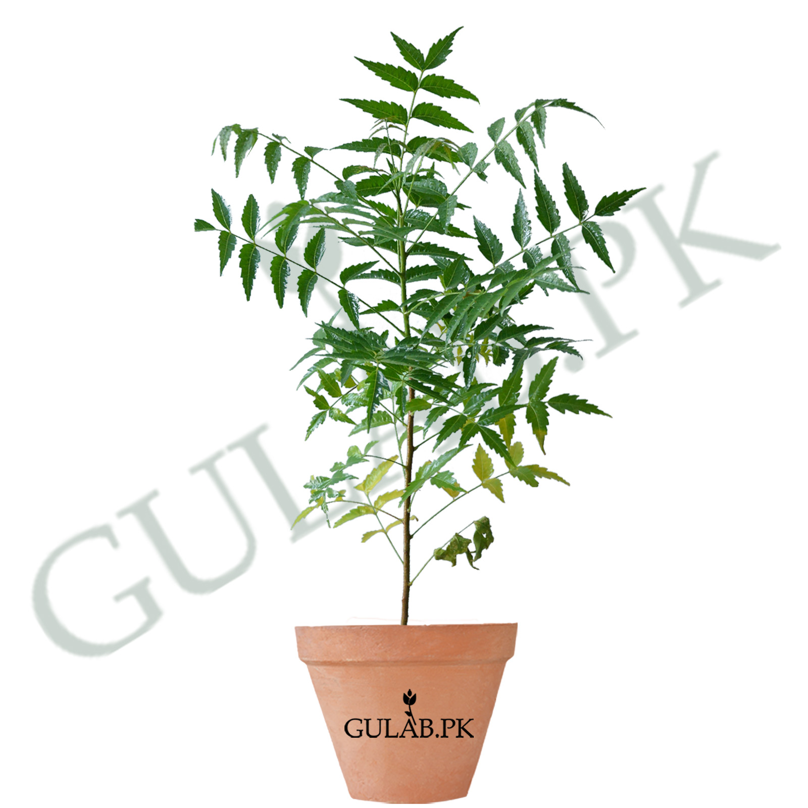 Neem Tree Medicinal Marvel in Your Garden Gulab.pk