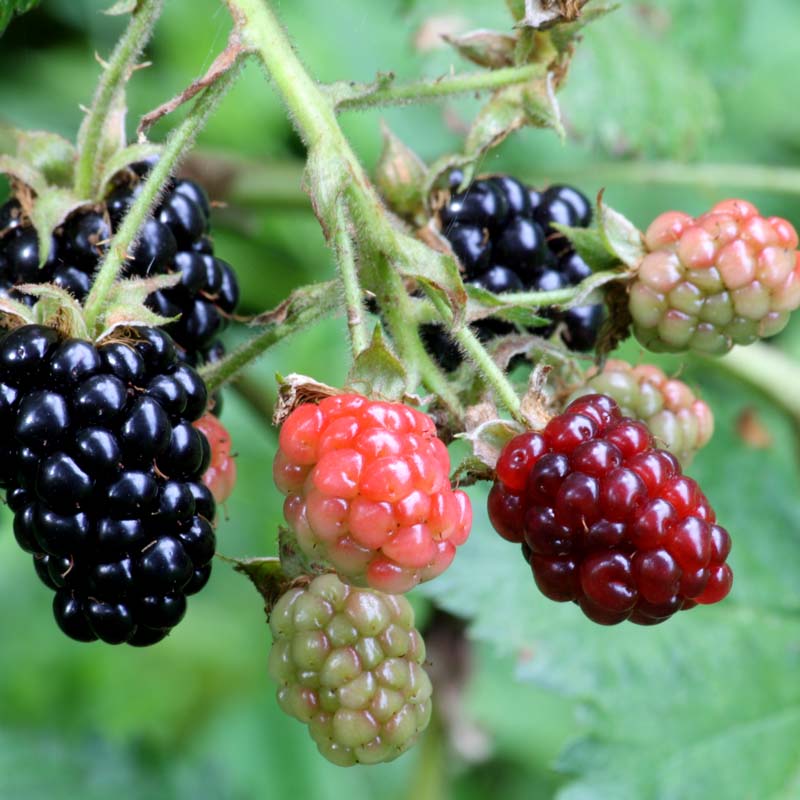 black-berry-sweet-berries-in-your-garden-gulab-pk