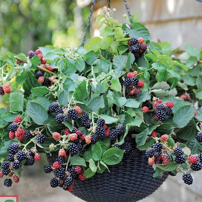 black-berry-sweet-berries-in-your-garden-gulab-pk