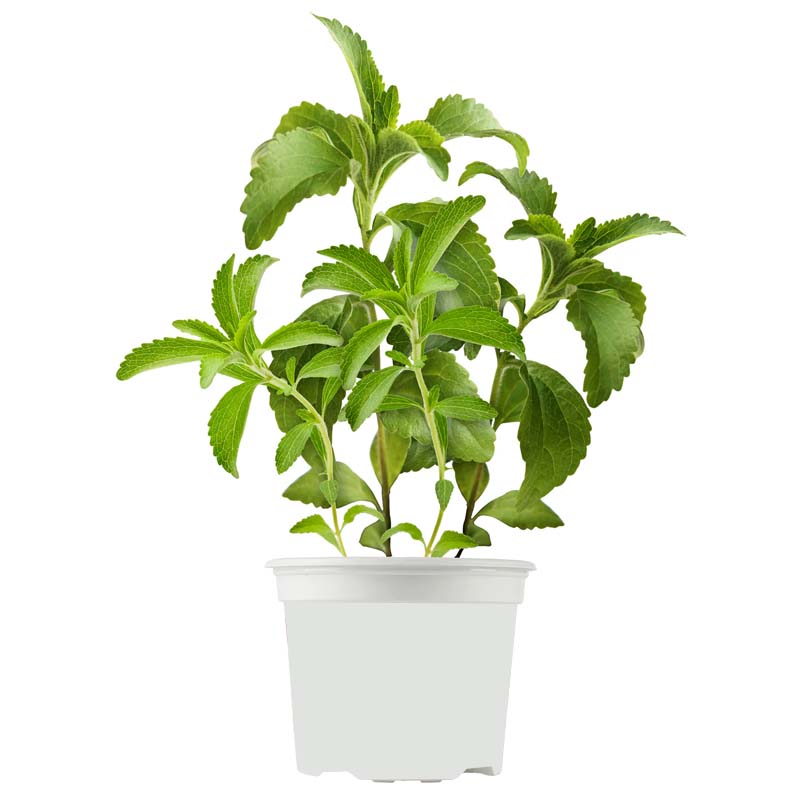 Stevia Sweet Herb for Your Garden Gulab.pk