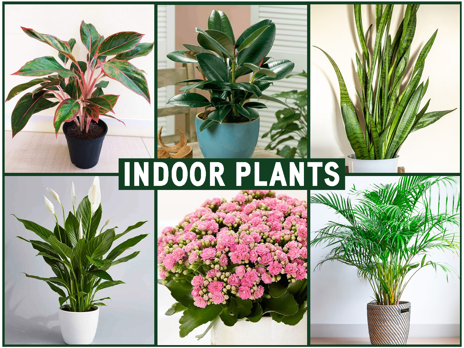 Indoor and Outdoor plants - Karachi - Gulab.pk