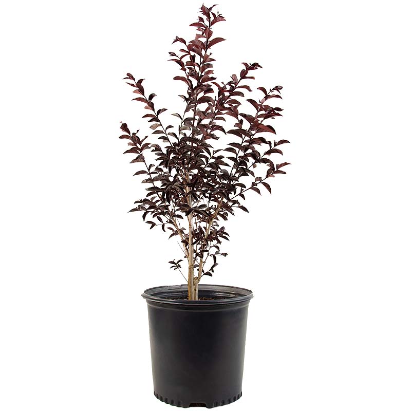 Lagestonia Black Leaf | Shrubs | Online plant nursery | Gulab.pk