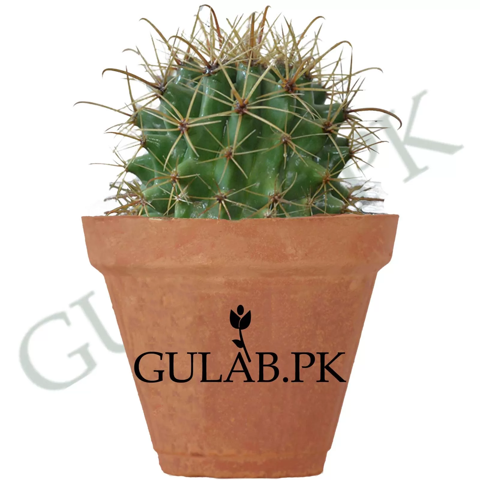 https://www.gulab.pk/lahore/wp-content/uploads/sites/29/2022/01/01.-Fish-Hook-Barrel-Cactus-full-images-jpg.webp