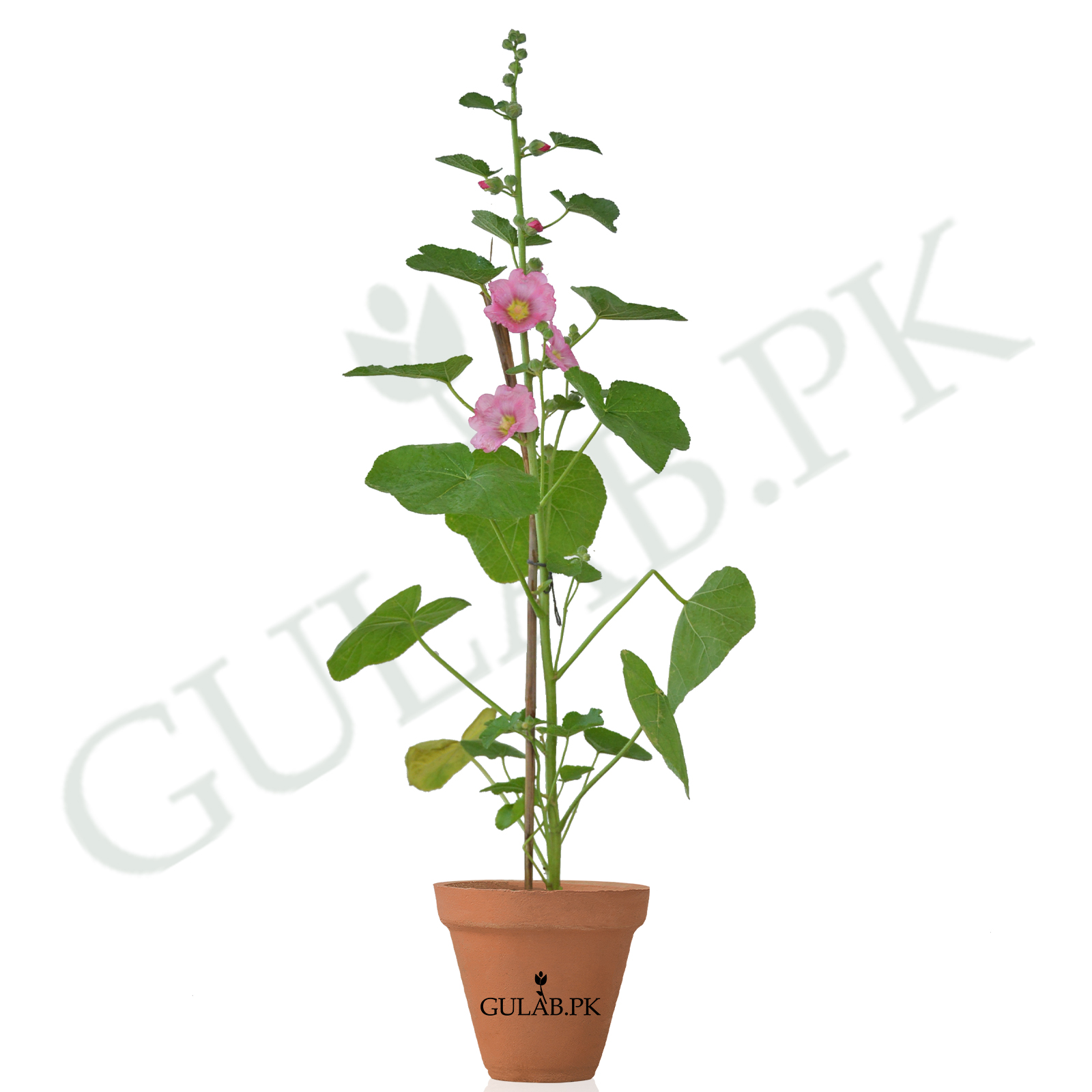 Hollyhock Flower Gul E Khaira Plants Online In Lahore Gulab Pk
