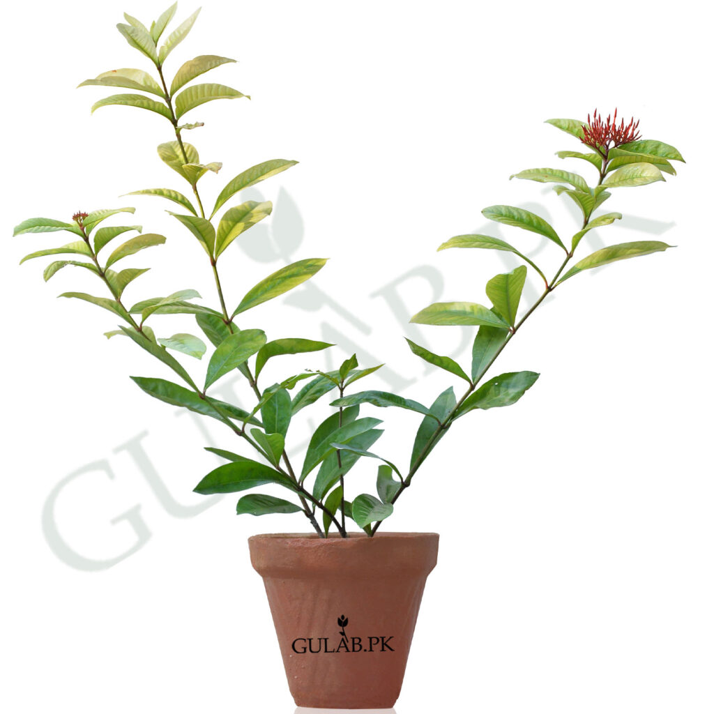 Buy Online Flower plants Online Plant Nursery in Lahore Gulab.pk