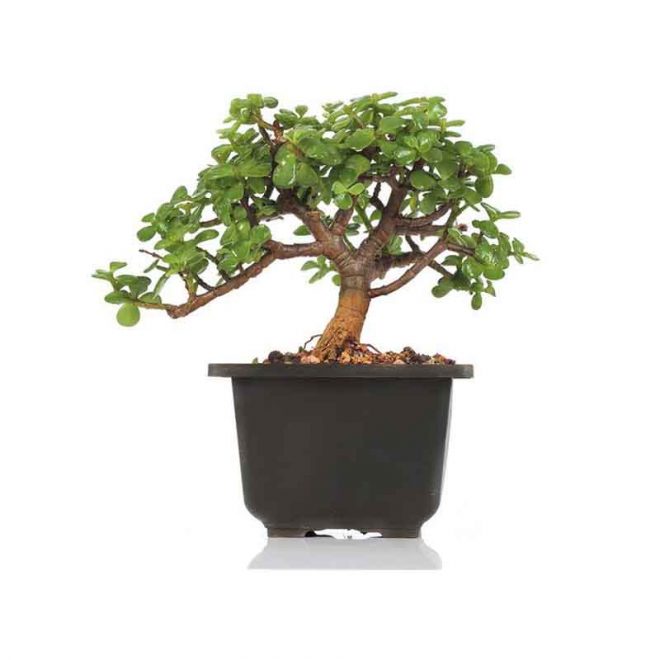 Dwarf Jade Bonsai (جیڈ بو نسائی) - Lahore - Gulab.pk