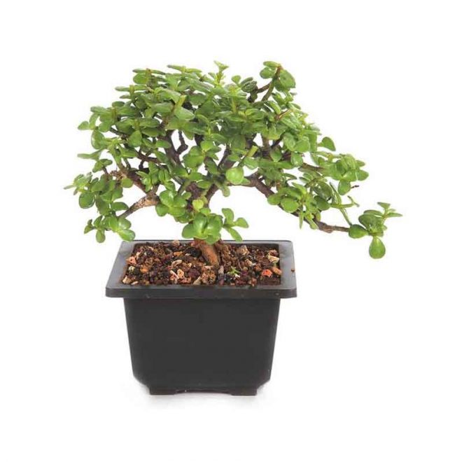 Dwarf Jade Bonsai (جیڈ بو نسائی) - Lahore - Gulab.pk