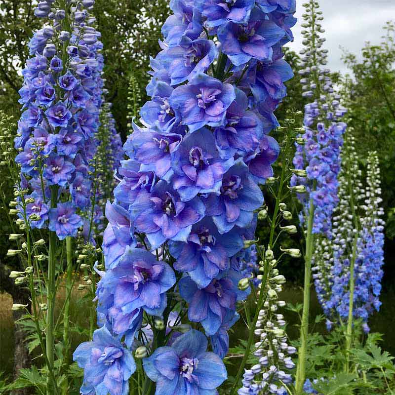 Delphinium | Larkspur | Online plant nursery in Lahore | Gulab.pk