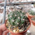 Fishhook Barrel Cactus (فش ہک کیکٹس) - Lahore 