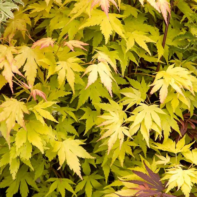 Maple Tree (میپل) - Lahore - Gulab.pk