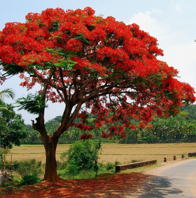 Gulmohar (گلِ مہر) - Lahore - Gulab.pk