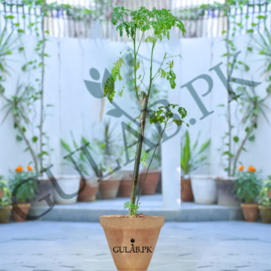 Moringa Tree (سہانجنا کا درخت) - Lahore - Gulab.pk