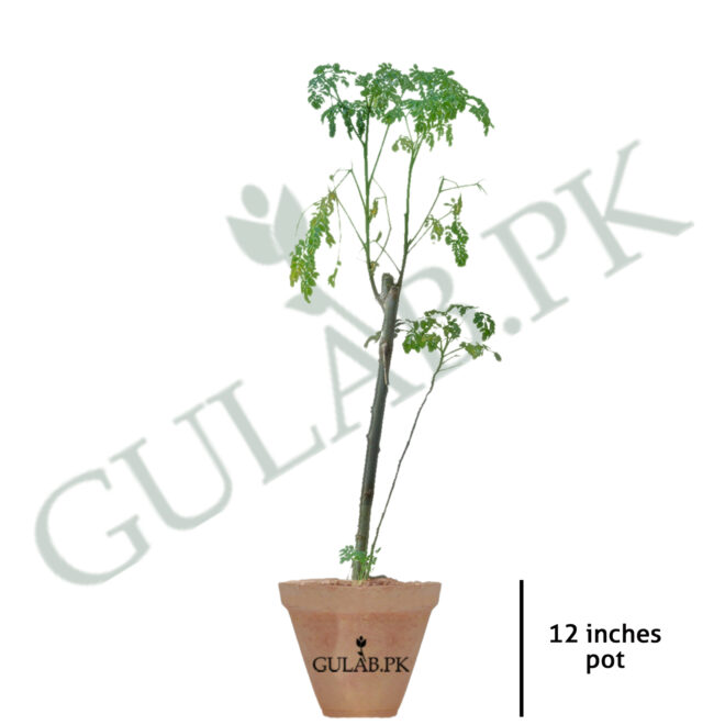 Moringa Tree (سہانجنا کا درخت) - Lahore - Gulab.pk