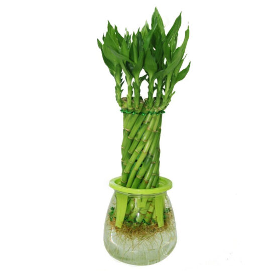 Lucky Bamboo Indoor Plants Online Plant Nursery Gulab Pk   Lucky Bamboo 2 540x540 