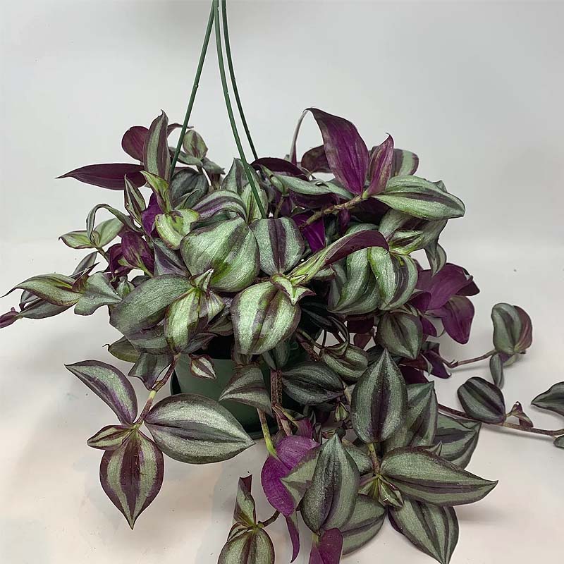 Wandering Jew - Lahore - Gulab.pk