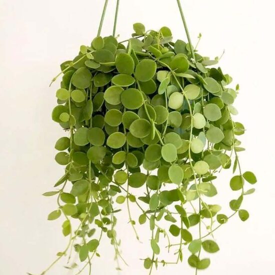 String of Nickles | Climber Plants | Online Plants nursery | Gulab.pk