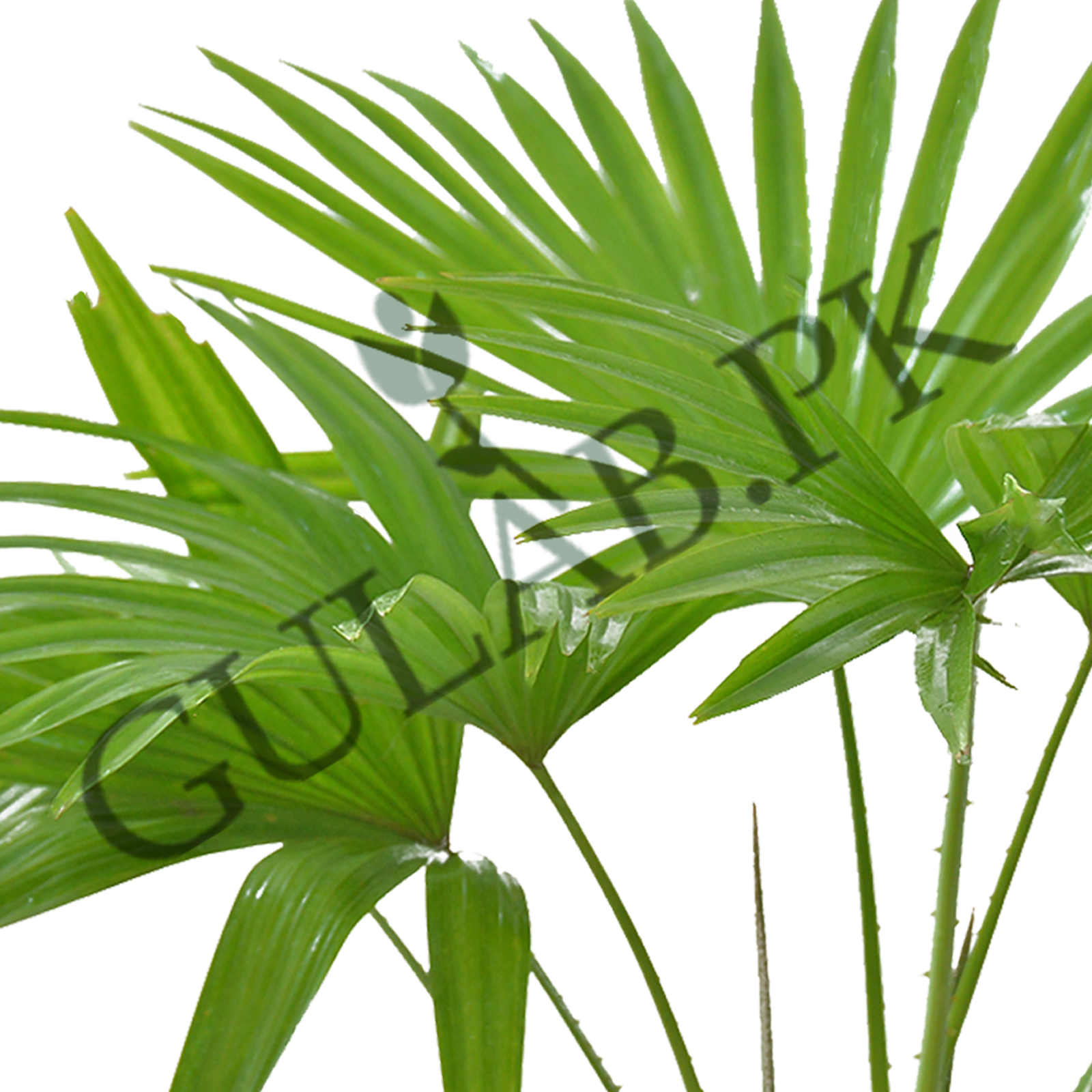 Lush Chinese Fan Palm: An Oasis Of Grace And Elegance