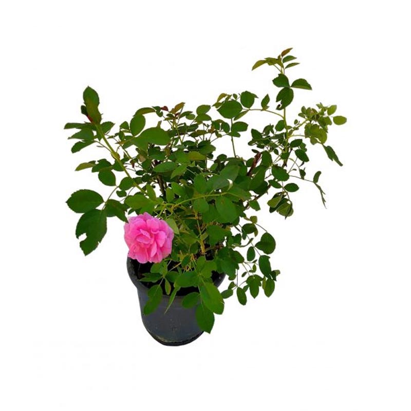 Damask Rose Turkish Rose Online plant nursery Indoor Gulab.pk