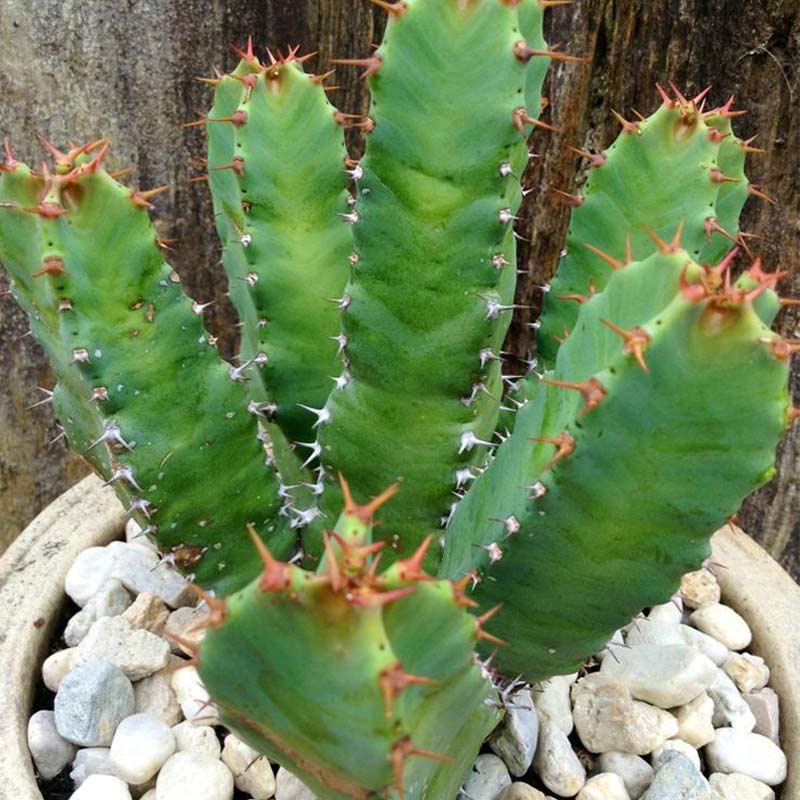 Resin Spurge Cactus - Gulab