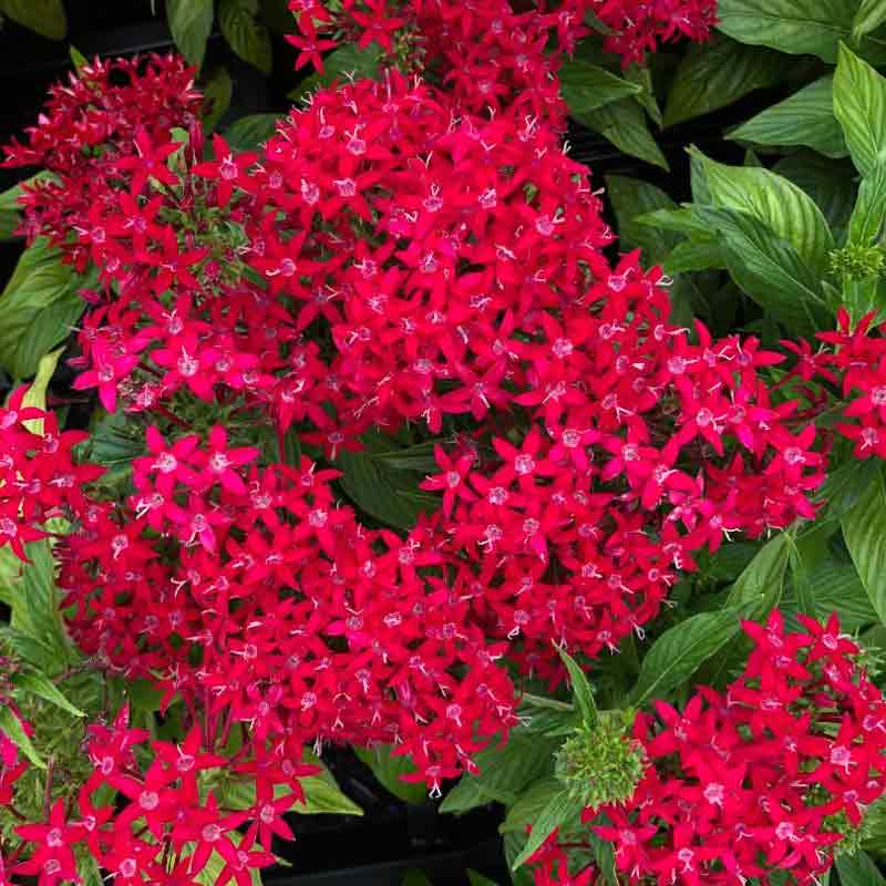 Pentas | Indoor and Out Door Plant plant | Plant online store | Gulab.p