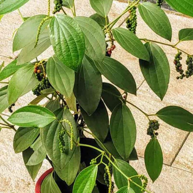 Black Pepper Tree (کالی مرچ کا پودا) - Gulab