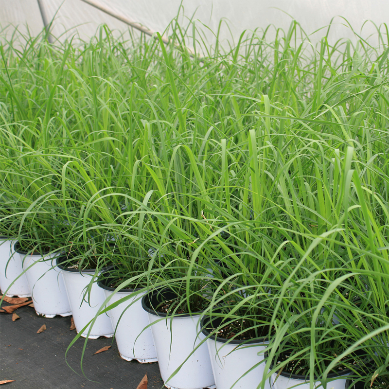 Lemon Grass | Barbed Wire Grass Plant nursery | Gulab.pk