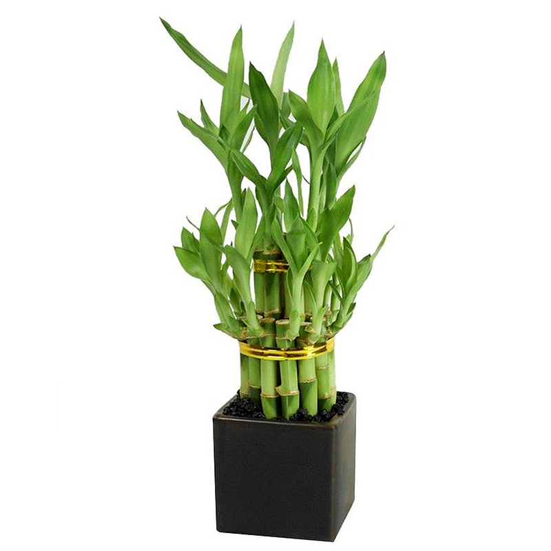 Lucky Bamboo 