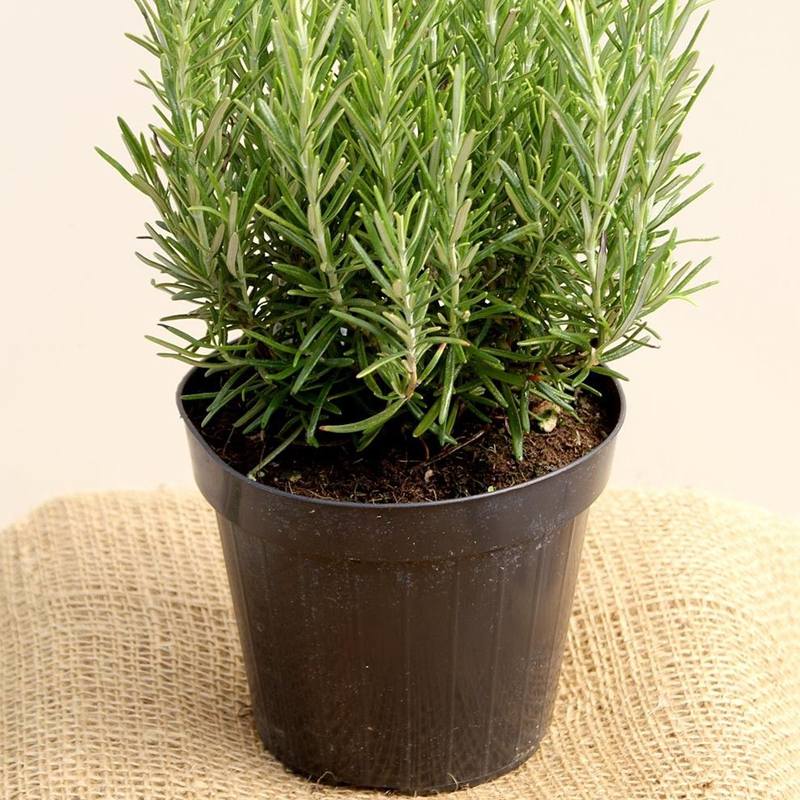 Rosemary Herb Plants Online plant nursery Gulab.pk